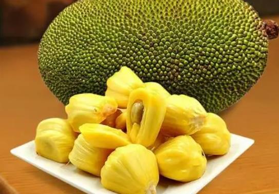 菠蘿蜜種子泡了7天還沒發芽是怎么回事?為什么菠蘿蜜樹不砍不結果