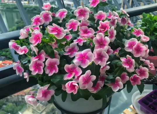 老樁長春花好不好養活?長春花怎么養成老樁