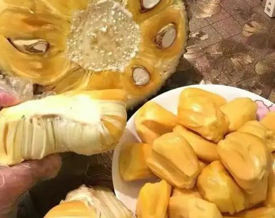 菠蘿蜜種子泡了7天還沒發芽是怎么回事?為什么菠蘿蜜樹不砍不結果
