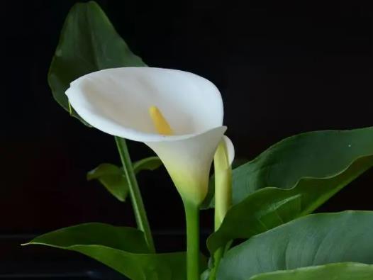 馬蹄蓮如何控制生長高度?馬蹄蓮什么時候種好