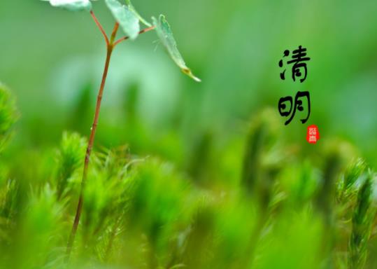 清明節去對象家有啥講究嗎?清明墳上的樹可不可以隨便坎