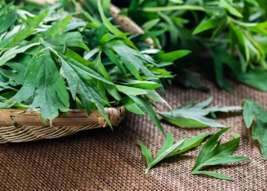 端午節掛艾草根朝上還是根朝下?端午當天什么時候掛艾草
