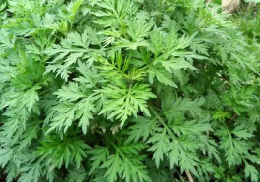 端午節掛艾草必須根部朝上嗎?端午節掛艾草早上好還是晚上好