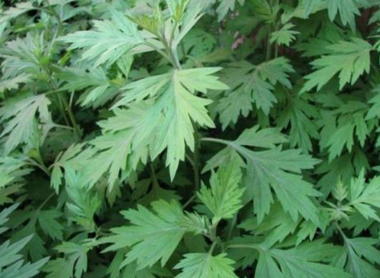 端午節掛艾草必須根部朝上嗎?端午節掛艾草早上好還是晚上好