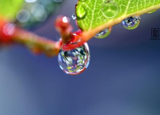 白露節(jié)氣還有蟬鳴嗎?進入白露天氣會怎么樣?