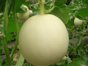 孕婦能吃白蘭瓜嗎？孕婦吃白蘭瓜有什么好處
