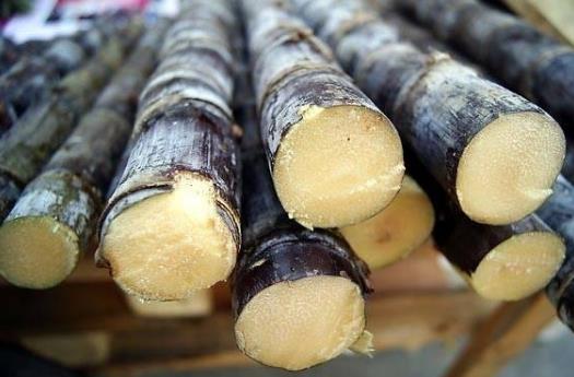 吃甘蔗會(huì)上火嗎?吃甘蔗的注意事項(xiàng)