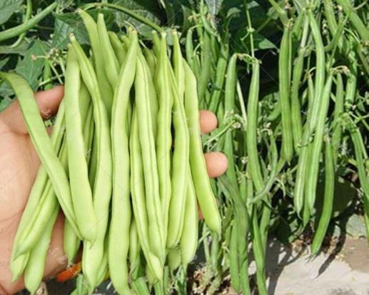 吃了不熟豆角中毒發病一般多久才會好?吃豆角中毒吐了就沒事了嗎?