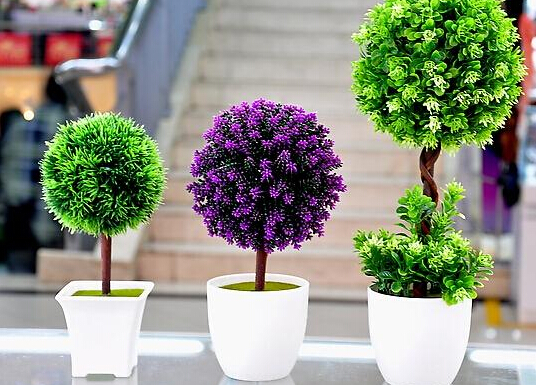 家里養(yǎng)什么植物好?家里養(yǎng)什么花風(fēng)水好?