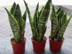 虎尾蘭對家居環(huán)境的影響-虎尾蘭的風水學應用