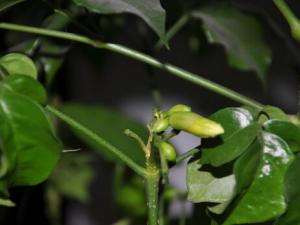元寶樹對(duì)環(huán)境的影響-元寶樹的養(yǎng)護(hù)方法