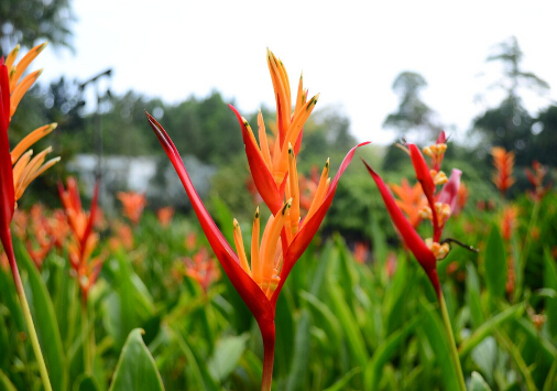 天堂鳥(niǎo)花與家居風(fēng)格的搭配-天堂鳥(niǎo)花的風(fēng)水學(xué)應(yīng)用