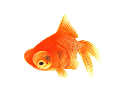 金魚(yú)的種類(lèi)-金魚(yú)的家居風(fēng)水應(yīng)用