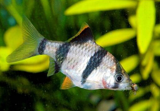 虎皮魚(yú)的風(fēng)水學(xué)應(yīng)用-虎皮魚(yú)的魚(yú)缸擺放位置