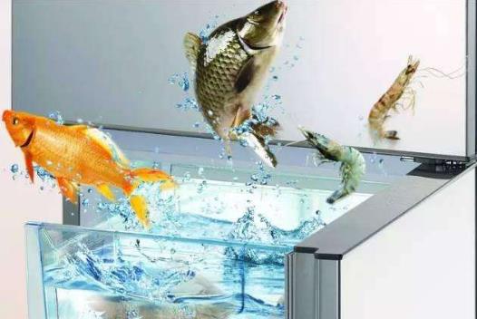 在冰箱內養魚.jpg