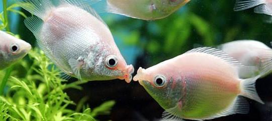 親吻魚 接吻魚