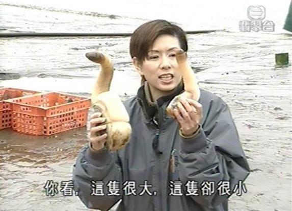 象拔蚌是什么意思什么梗?象拔蚌污內涵 世上最下流的海鮮形似男人丁丁