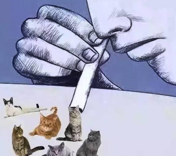 吸貓是什么意思什么梗?貓咪有毒啊?一日吸貓,終身養貓想貓成貓奴