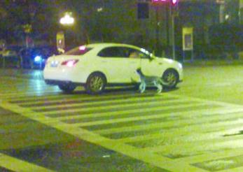 南京街頭現“開車遛狗”傷不起-警方稱發現將罰款