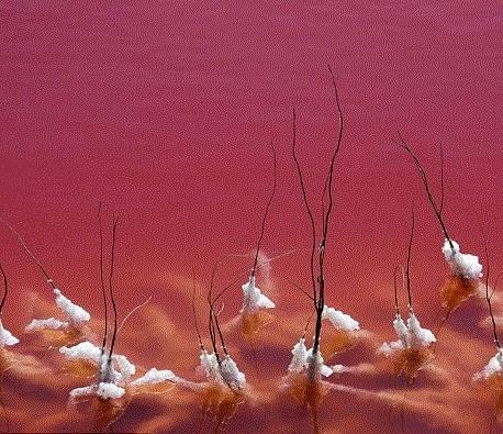 法國驚現(xiàn)血水湖:湖水如紅海湖水中的鹽結(jié)晶