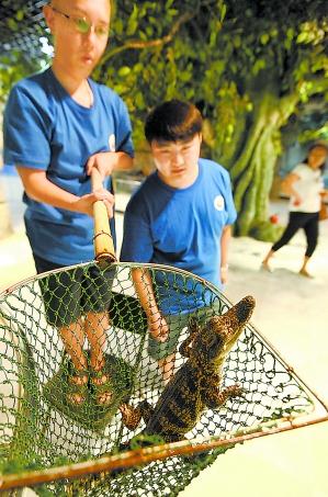 北京公共水池現迷你鱷魚-據稱該鱷魚具備攻擊力