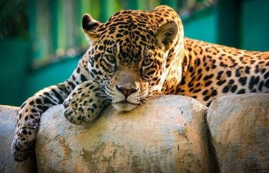 杭州第二只出逃豹子被麻醉捕獲是怎么回事?金錢豹是幾級保護動物?