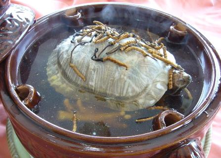 喝甲魚血能治陽痿嗎？吃甲魚血的好處