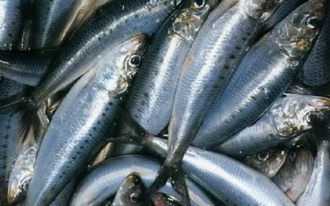 沙丁魚的營養價值-沙丁魚的食療作用