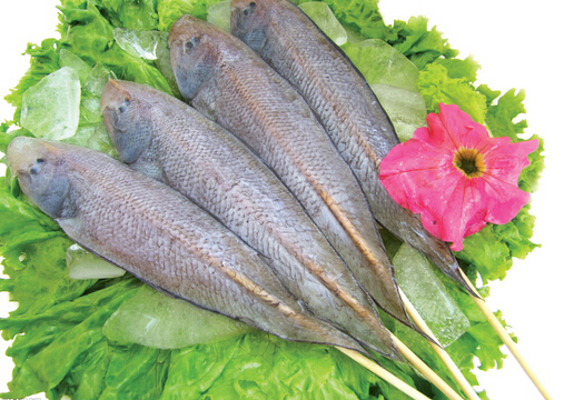 龍利魚的介紹-龍利魚和鯛魚哪個營養更好