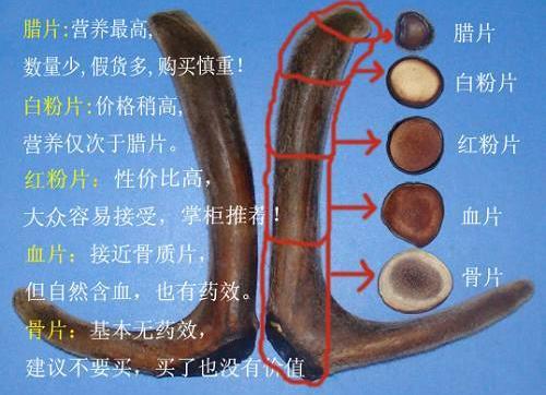 鹿茸片怎么看真假？鹿茸片真假的辨別方法