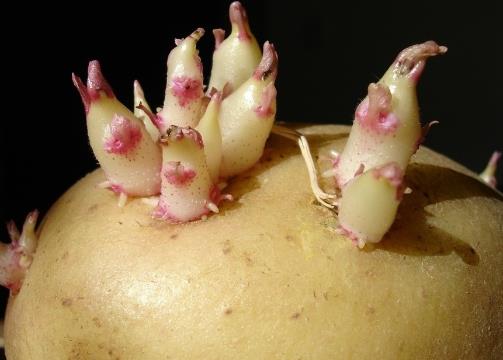 土豆怎么存放不宜發芽？土豆發芽了怎么辦