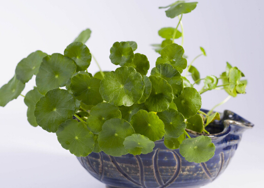 銅錢草對家居環(huán)境的影響-銅錢草與家居風格的搭配