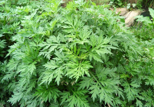 艾草對家居環(huán)境的影響-艾草的驅(qū)邪作用