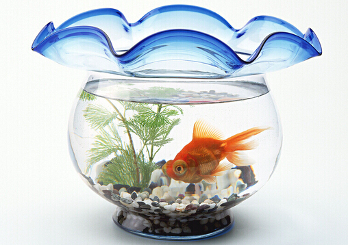 魚缸的擺放方位-魚缸與家居運勢的關系