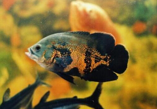 地圖魚的風(fēng)水學(xué)應(yīng)用-地圖魚的魚缸擺放位置