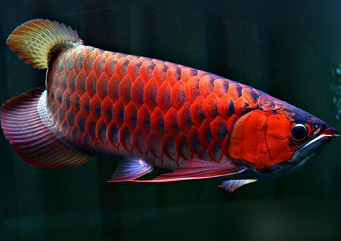 紅龍魚的風水學應用-紅龍魚的養護