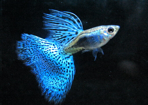 孔雀魚怎么養？孔雀魚爛尾怎么辦？
