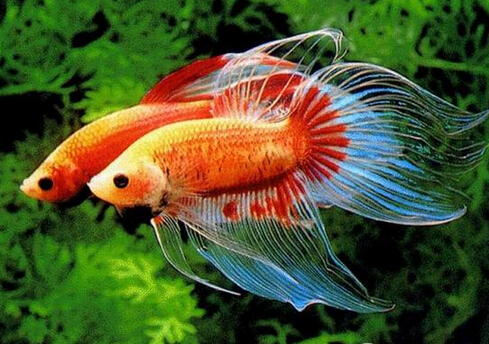 斗魚怎么養？斗魚養殖的注意事項