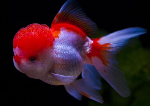 金魚(yú)吃什么？金魚(yú)吃多了怎么辦？