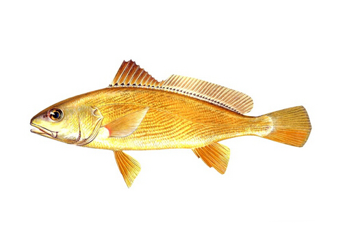 黃姑魚的營養(yǎng)價(jià)值-黃姑魚的做法