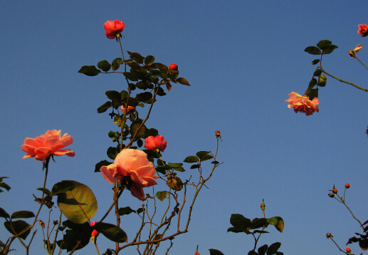 月季花對(duì)家居環(huán)境的影響-月季花的風(fēng)水學(xué)應(yīng)用