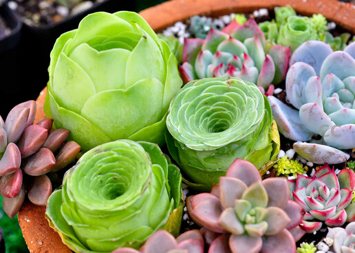 多肉植物怎么養(yǎng)？如何給多肉植物澆水？