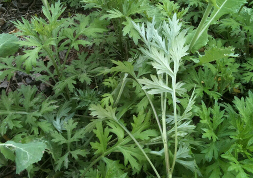 艾草如何驅(qū)蚊？艾草驅(qū)蚊的注意事項(xiàng)
