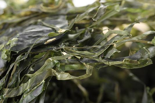 干海帶泡發(fā)，干海帶要泡多久，怎樣泡發(fā)干海帶