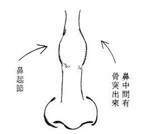 鼻起節