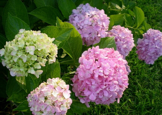 家里有孕婦能養繡球花嗎？繡球花有毒嗎？
