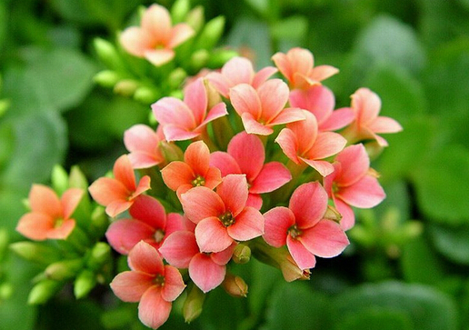 家里有寶寶能養(yǎng)長壽花嗎？長壽花的養(yǎng)殖方法