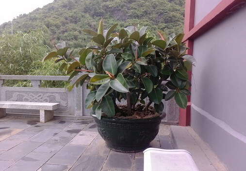 家里有寶寶能養(yǎng)橡皮樹嗎？橡皮樹有毒嗎？