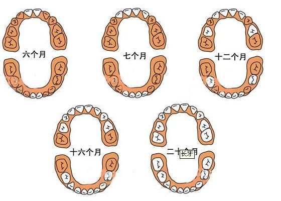 寶寶幾個(gè)月長(zhǎng)牙？寶寶什么時(shí)候長(zhǎng)牙？乳牙萌出時(shí)間與順序