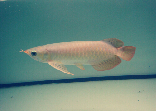 魚(yú)刺卡喉嚨的處理方法-魚(yú)刺卡喉嚨怎么辦？